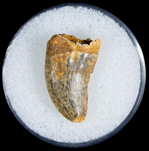 Huge Raptor Tooth From Morocco - #7421
